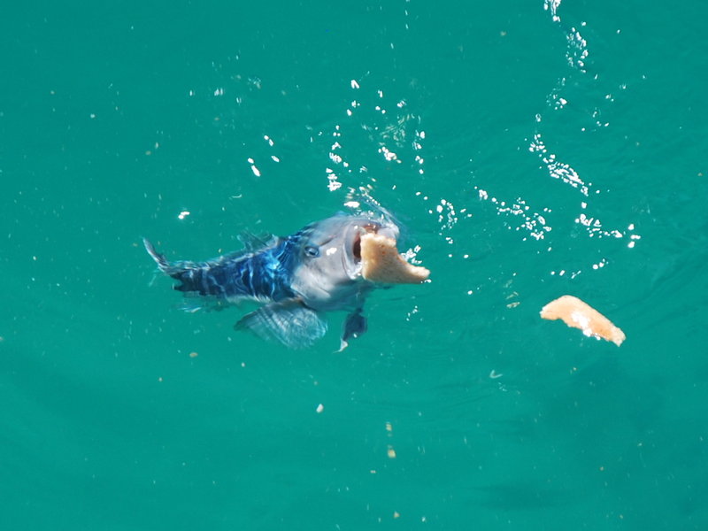 Feeding Blue Cod